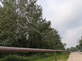 Legal protections of nesting birds at future BGC Strathcona site addressed Legal protections of nesting birds at future BGC Strathcona site addressed