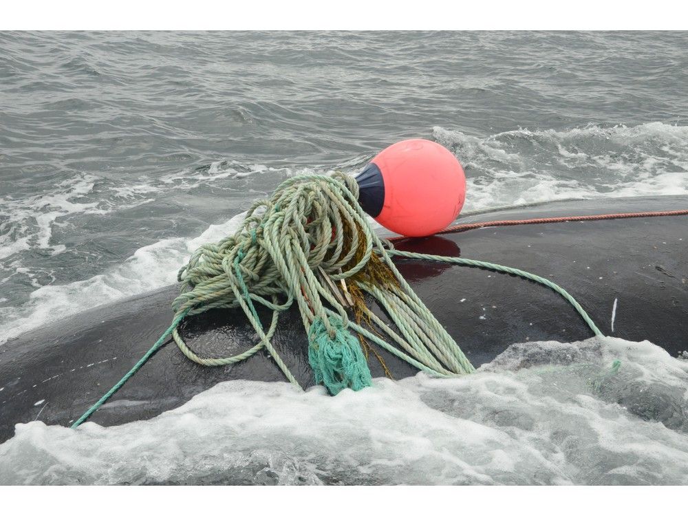 Entangled whale spotted in southern Gulf of St. Lawrence: DFO ...