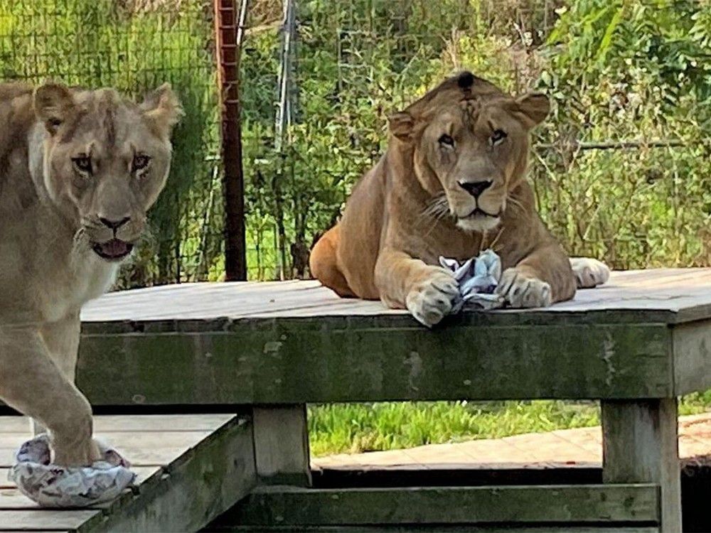 Brant County youngsters attend zookeeping camp | Brantford Expositor