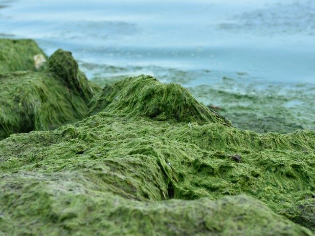 Lake Eugenia blue-green algae bloom positive for dangerous toxins ...