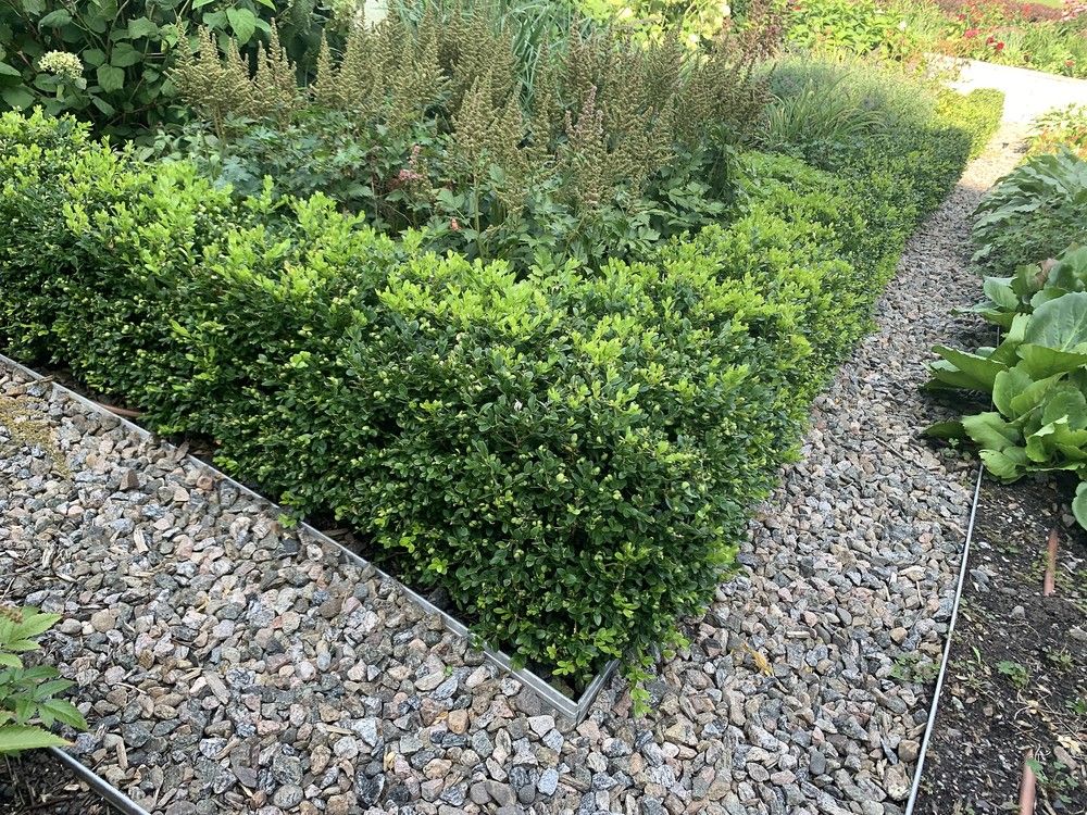 GARDENING Finding alternatives to boxwood The Sarnia Observer