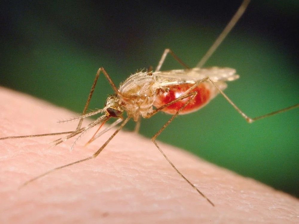 Horse tests positive for equine encephalitis virus Trenton Trentonian