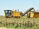 Seed corn is harvested from this field in this file photograph taken in September 2020. (Jeffrey Carter/Postmedia Network)