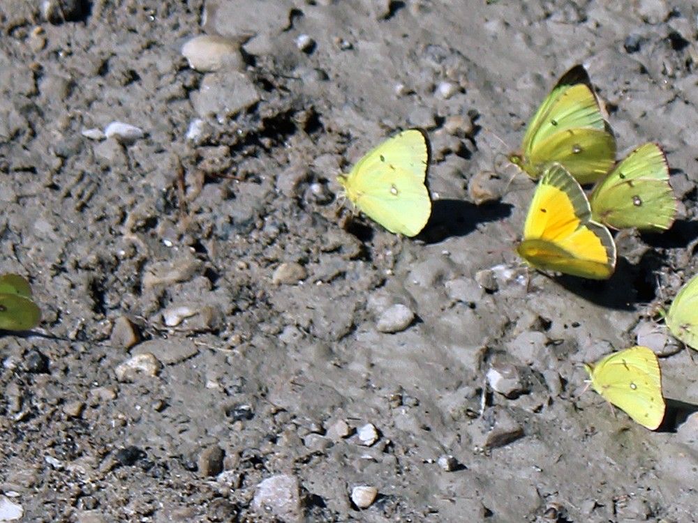 Trail Talk: A summer of butterflies | Goderich Signal Star