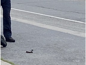 A hammer lying on the eastern sidewalk of Montreal Street next to a woman being treated by Kingston Police and staff from the Integrated Care Hub after being struck in the head during an attack in Kingston, Ont., on Thursday, September 12, 2024.