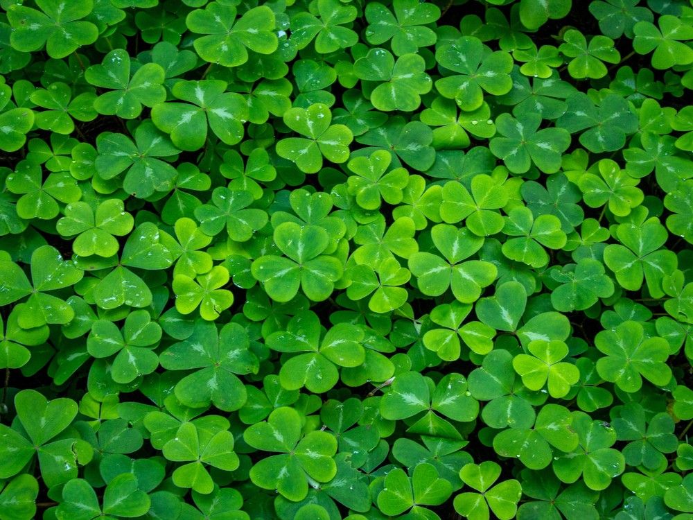 The 'Irishness' of our Ottawa Valley English 'twang' Trenton Trentonian