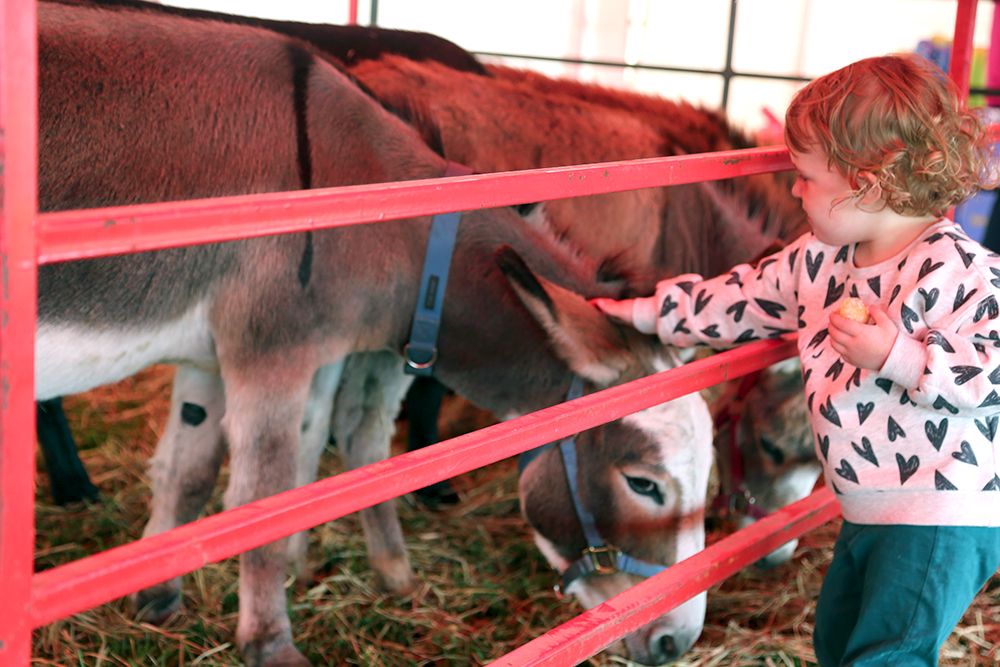 Babies and toddlers don't seem to mind the rain at Owen Sound Fall Fair