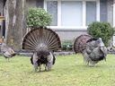 A pair of tom turkeys puff up and strut in front of a hen hoping to convince her that they would make egg-cellent mates on the front lawn of a home in London, Ont. on Sunday March 28, 2021. It is only tom turkeys that make the famous