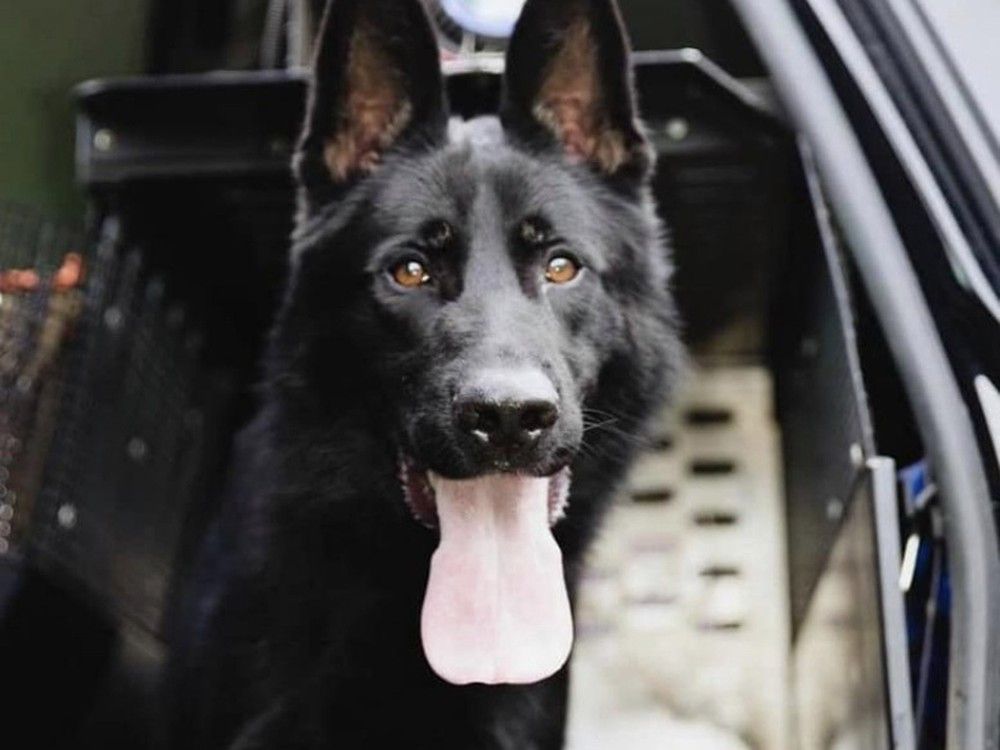 RCMP justified in shooting Alberta man who killed police dog Grande