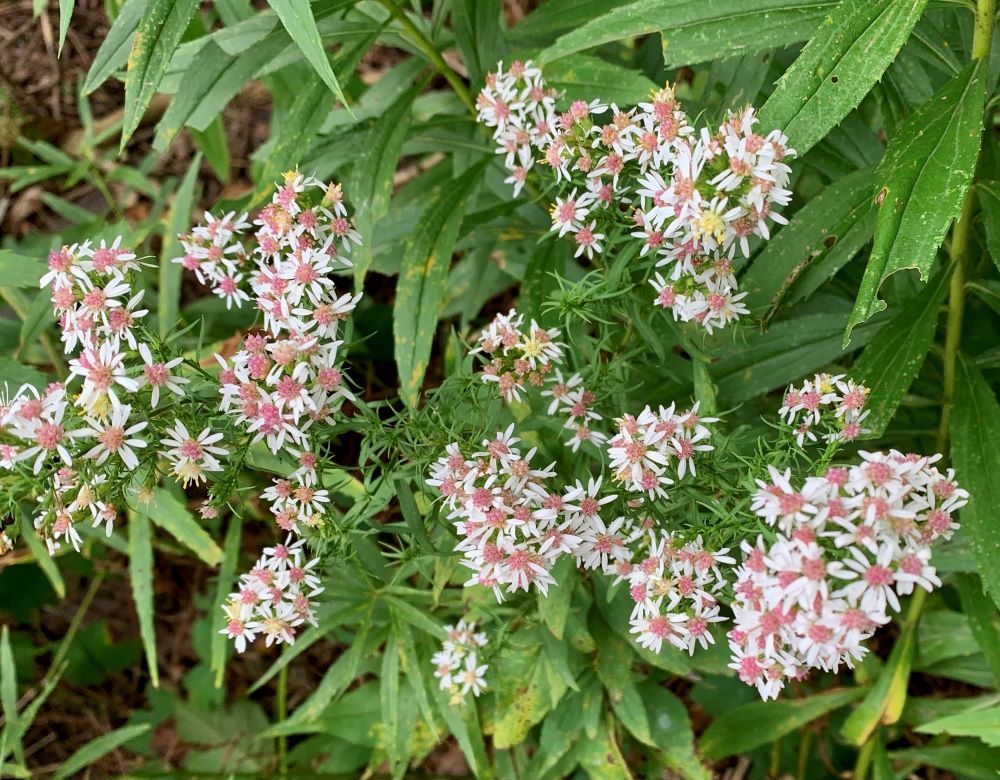 PHOTOS An ideal outing Chatham This Week