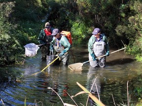Fish count