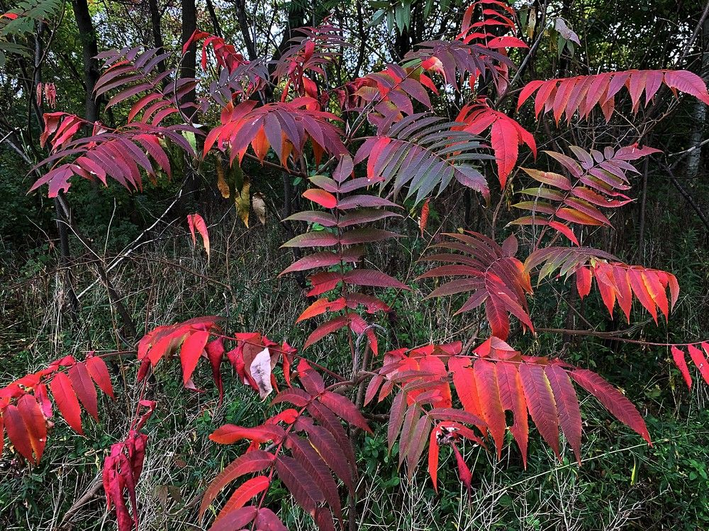 GARDEN CLIPPINGS Autumn’s changing of colours The Sarnia Observer