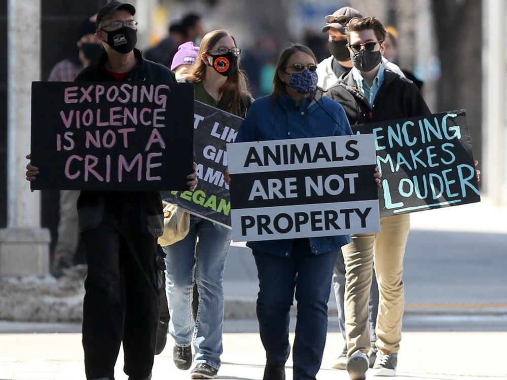 The AAA estimated that animal activist groups will earn about $800 million in the U.S. in 2024 from charitable donations by its members.