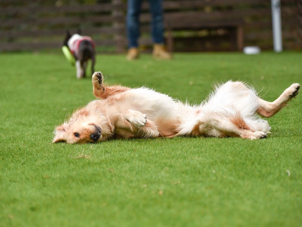 Leptospirosis Warning Issued for Dogs in Tillsonburg