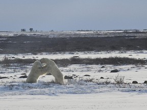 Corunna's Shaun Antle recently spent time in Churchill, Manitoba.