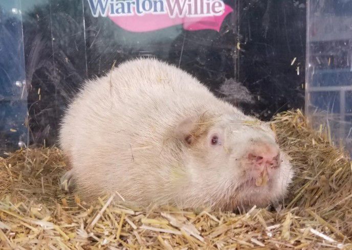 Wiarton willie prediction Owen Sound Sun Times