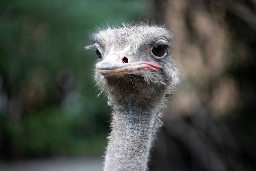 ostrich bird head and neck front portrait
