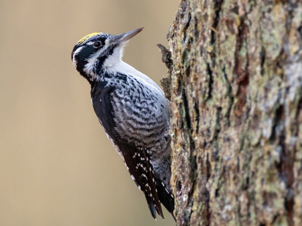 Three-toed Woodpecker a Winter Visitor in Canada