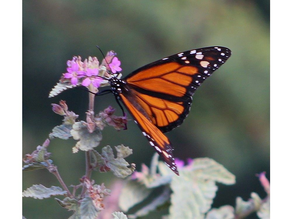 Trail Talk: Butterflies in Aruba