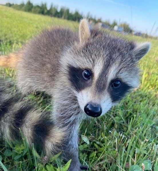 Val Caron's Turtle Pond Wildlife part of effort to reduce orphaned wildlife