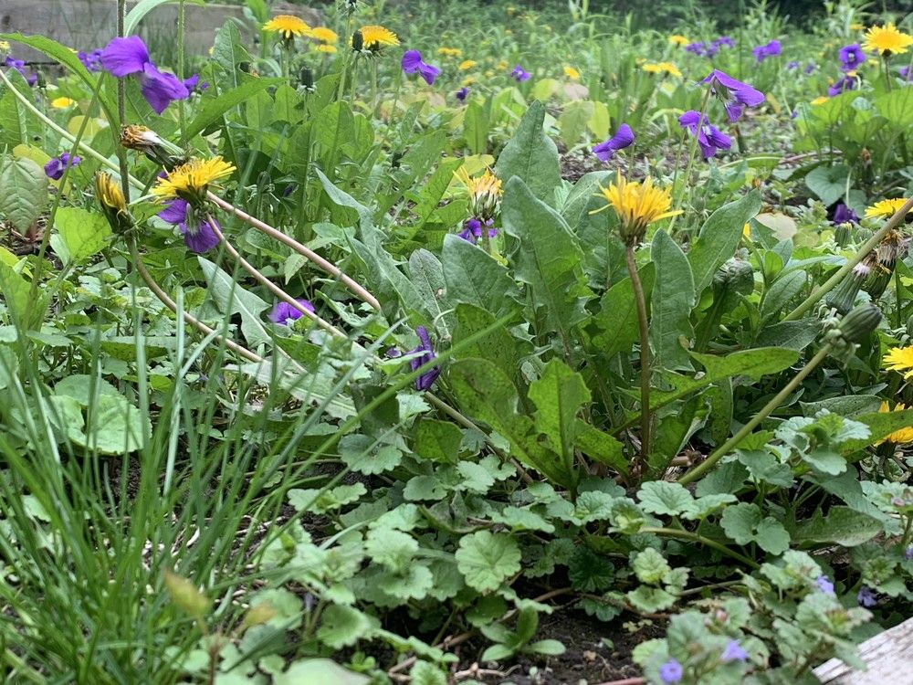 Farmgate: A garden's beauty lies in the eye of its owner