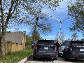Police stand by amid efforts to coax a black bear down from a tree in Owen Sound on Tuesday May 20, 2025. (Scott Dunn/Postmedia Network)