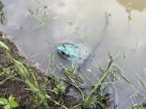 Blue-pigmented frog