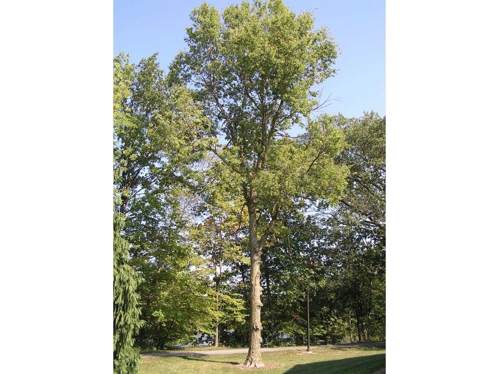 City of Spruce Grove taking steps to combat Dutch Elm Disease