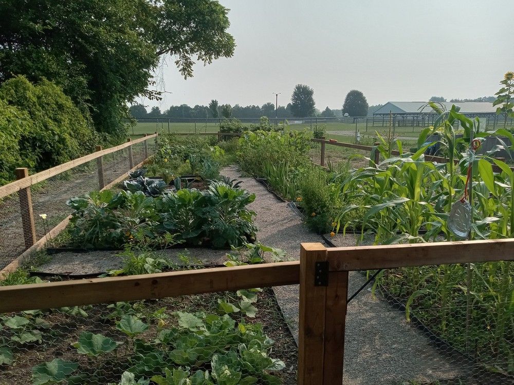 Rodney Community Garden thrives after new fencing keeps rabbits out