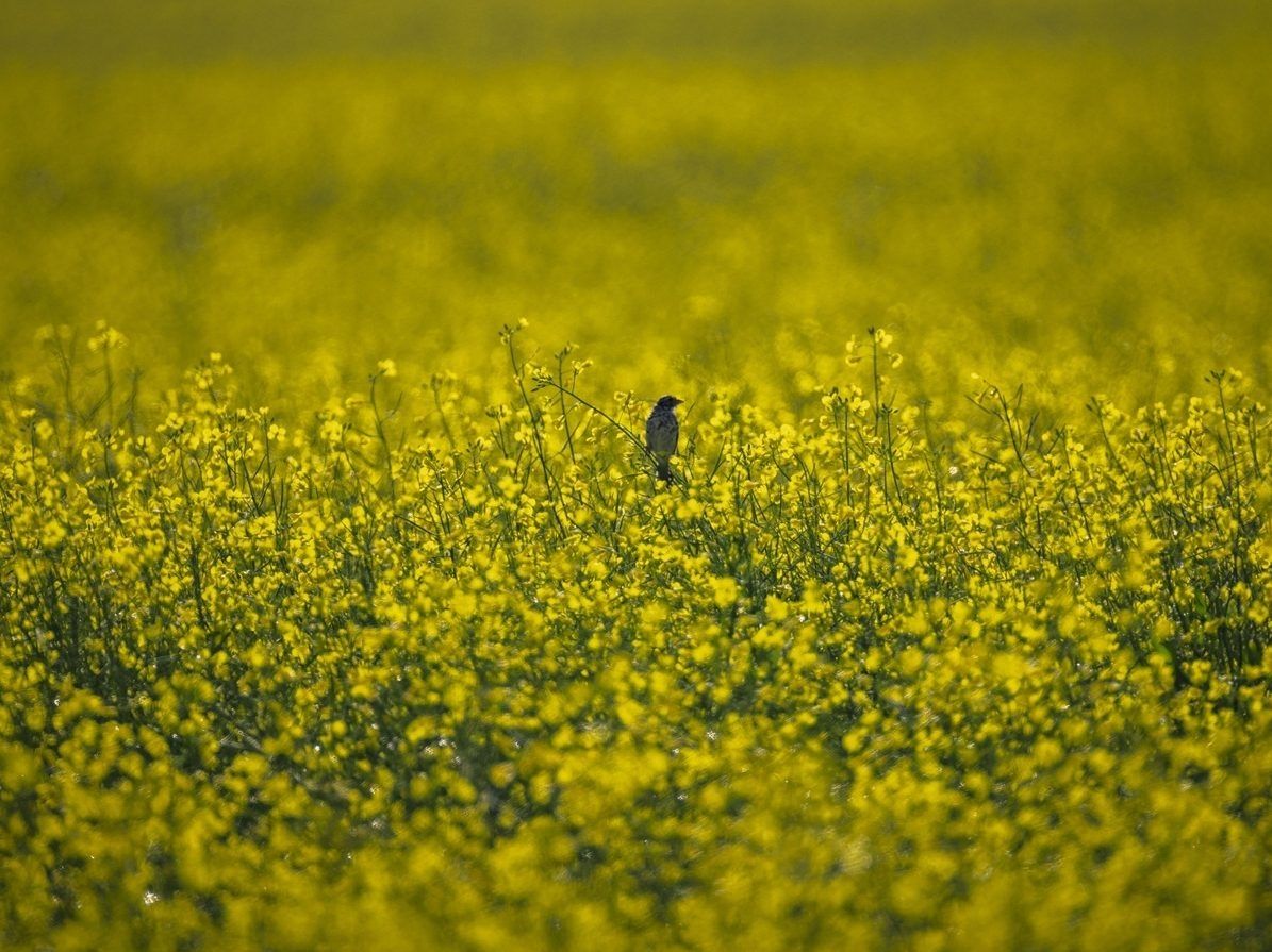 OPINION: Canola farmers being sacrificed at the altar of domestic electric vehicles Canadian grain farmers are in trouble and federal policies are to blame.