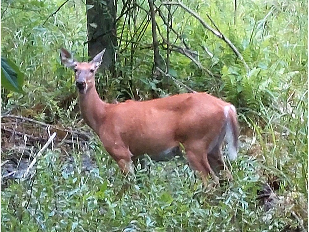 Area hunters asked to help in testing for deadly brain disease in deer