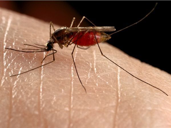 West Nile virus detected in Simcoe mosquito samples
