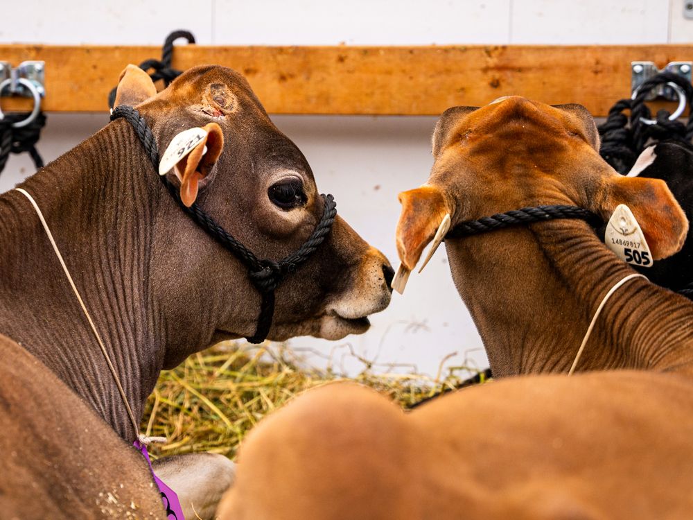 Animal Health Canada hands out awards