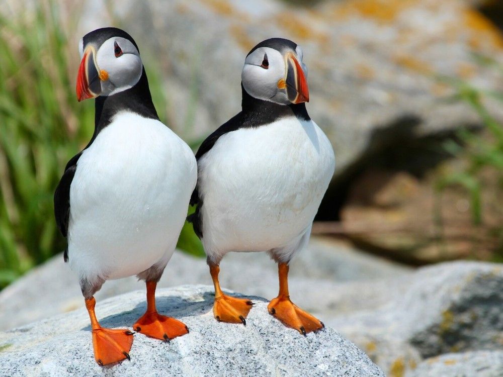 Baby puffin survival rates on N.B. colony seeing declines: study