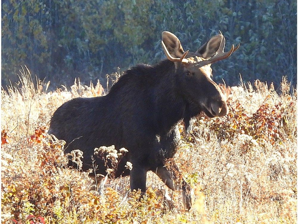 Northeastern men were illegally killing and selling moose meat 