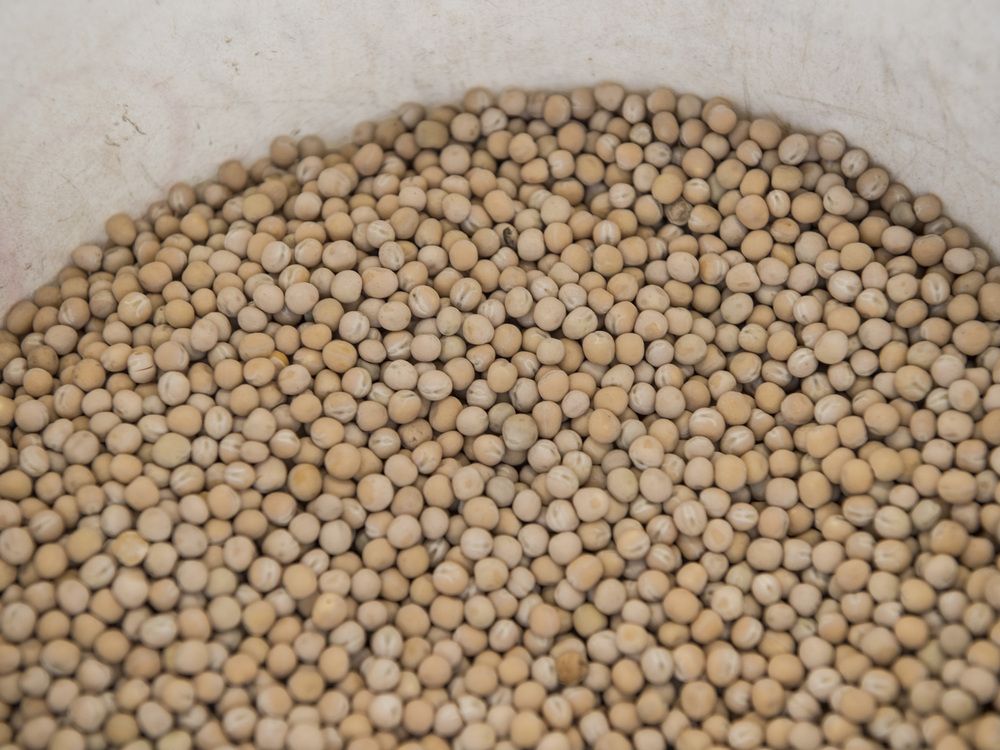 India hits Canadian peas with 30 per cent tariff