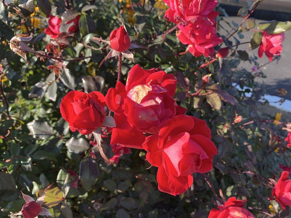 GARDEN CLIPPINGS: Roses still looking good in November | The