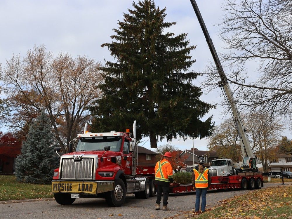 Sarnia’s City Hall Christmas tree travelled Wednesday morning from Dan and Maura Rapaich’s front yard on Manor Park Crescent.