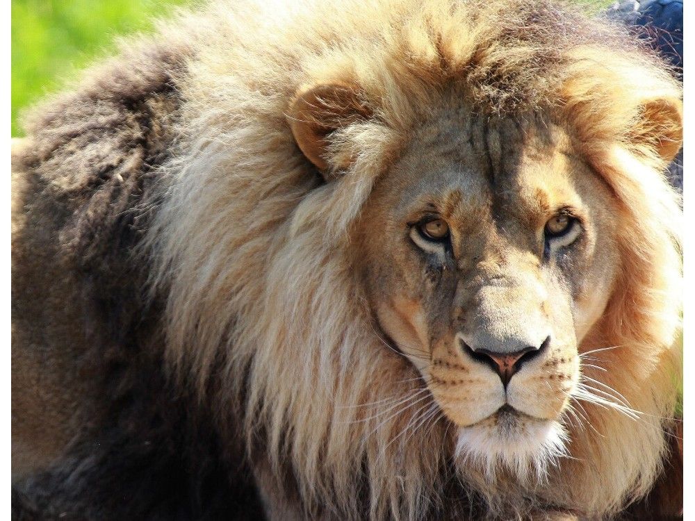 Beloved African lion from Magnetic Hill Zoo has died | Telegraph