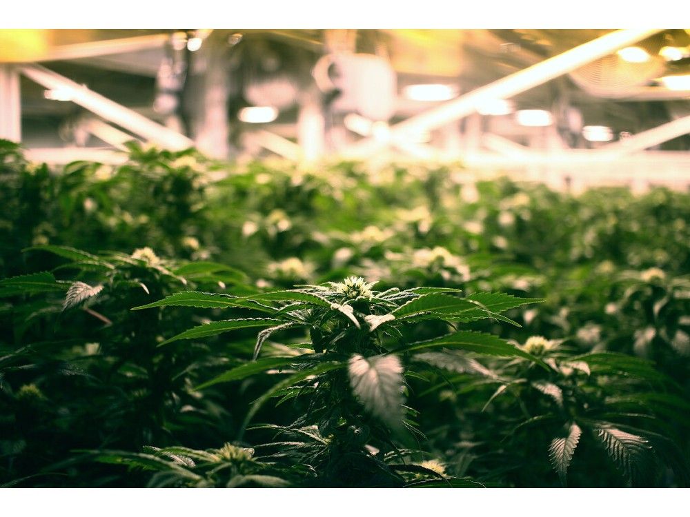 Prof questions push for cannabis beverages in restaurants, ANBL stores