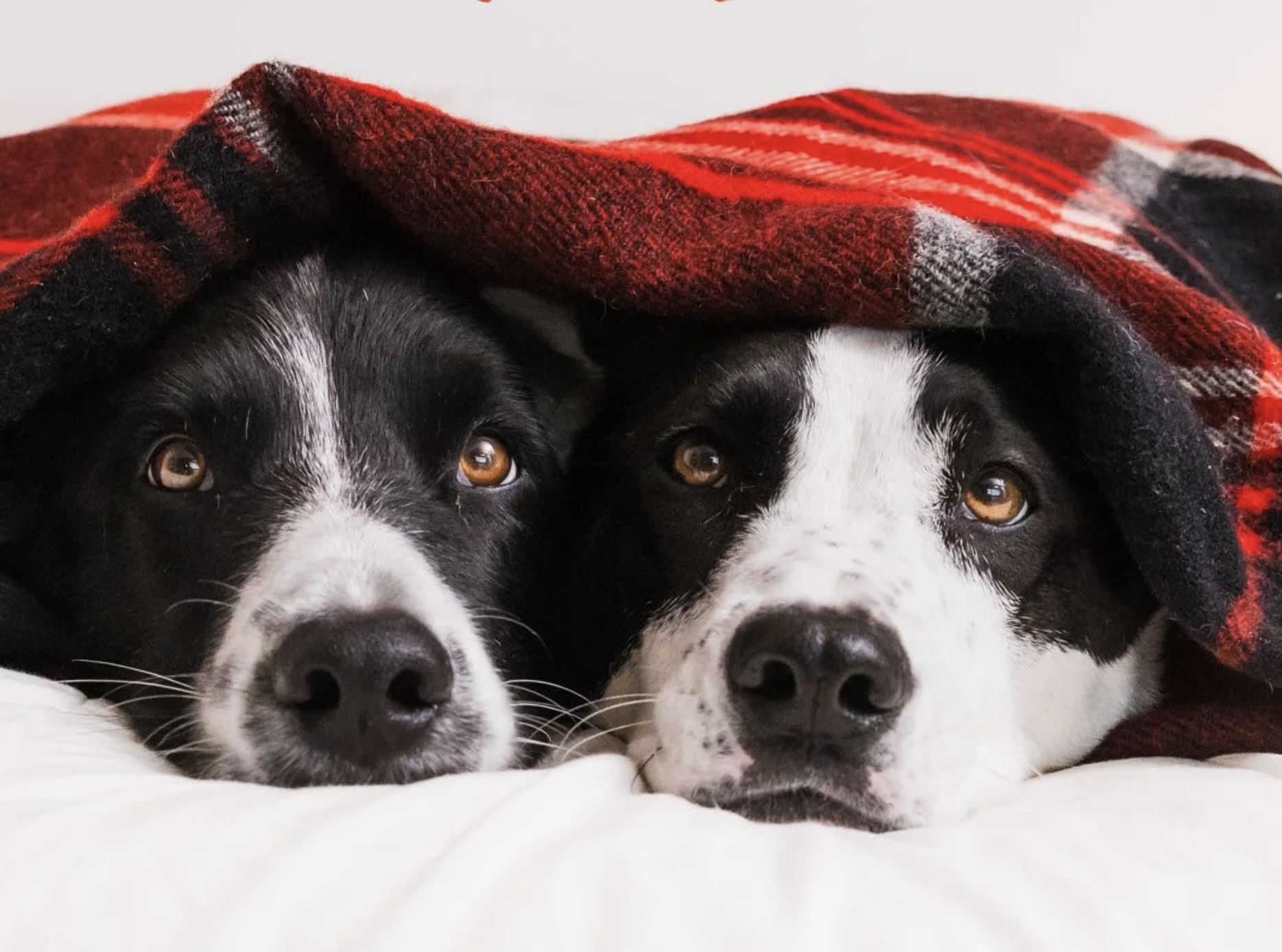 Momo author hitting road to bring warmth to folks in need