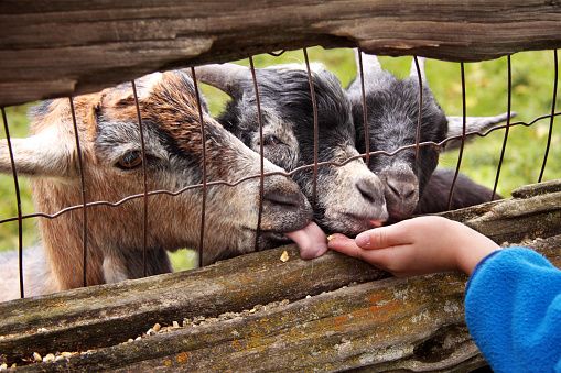 Goat farmers to vote on marketing board