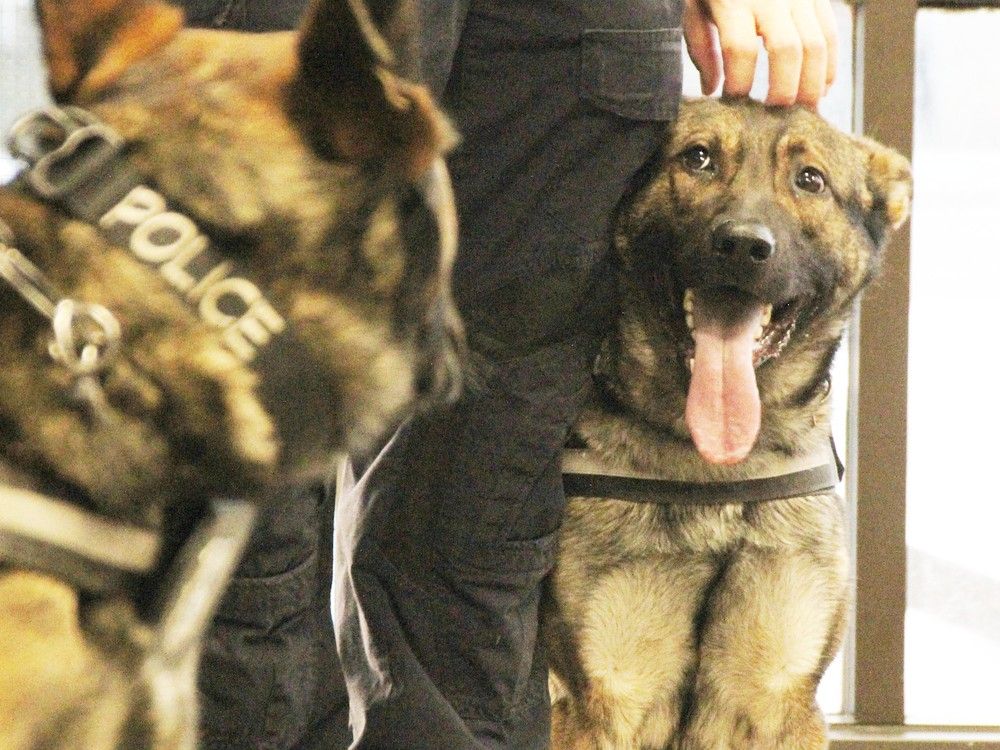 Shadow is the newest canine officer with Sarnia police.