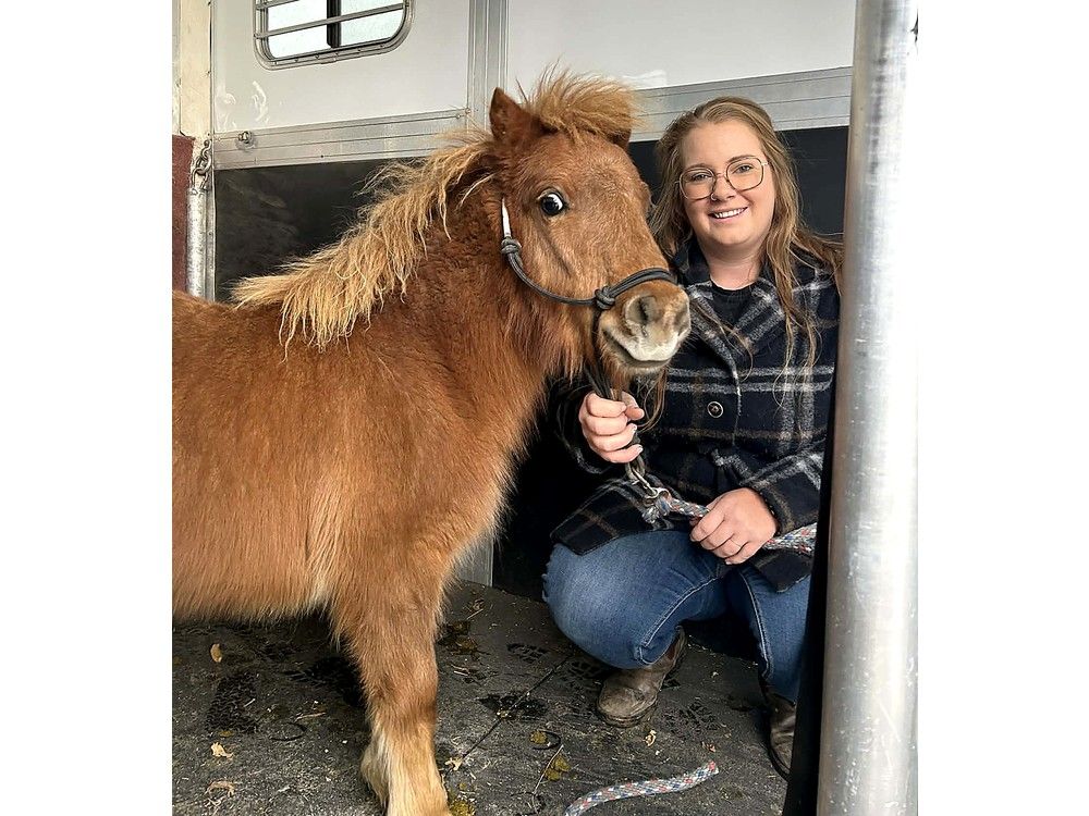 Peanut, the pony found wandering in Chatham has new home, big brother