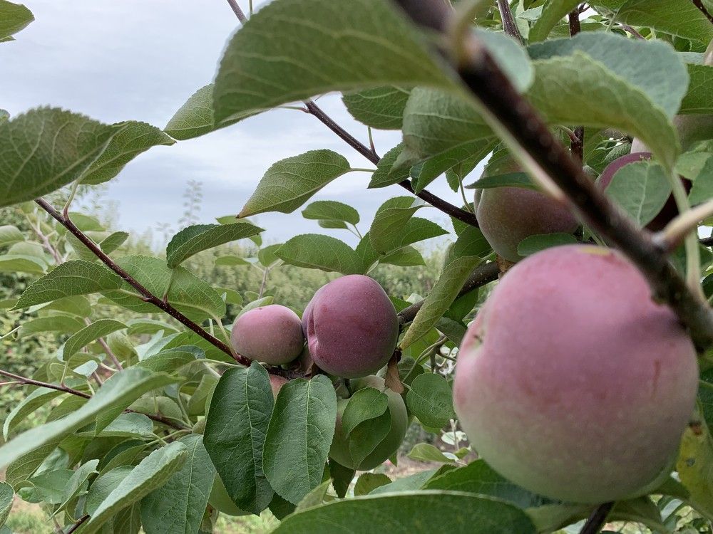 Bill Hall: A short but sweet year with many lessons learned