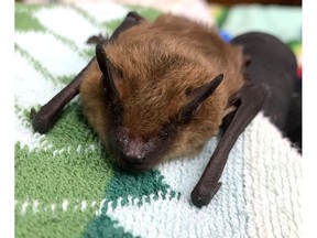 Sleeping bat
