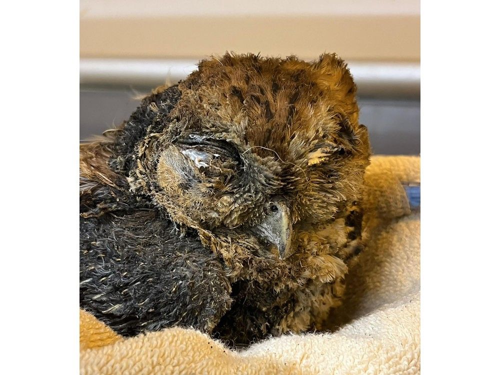 Injured owl