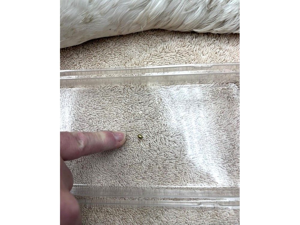 Lead pellet found inside swan