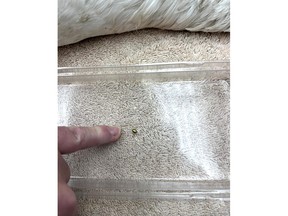 Lead pellet found inside swan