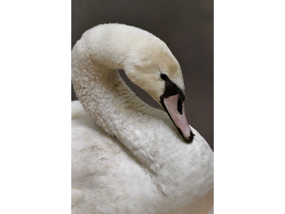 Mute swan